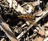 Spider Crane fly